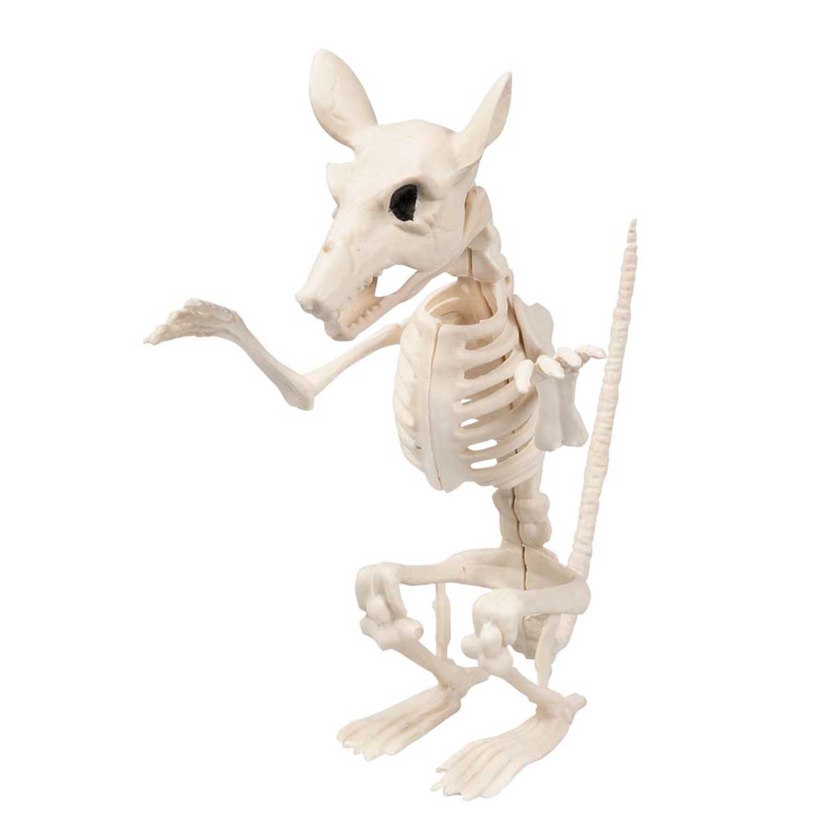 Djurskelett, råtta 18 cm