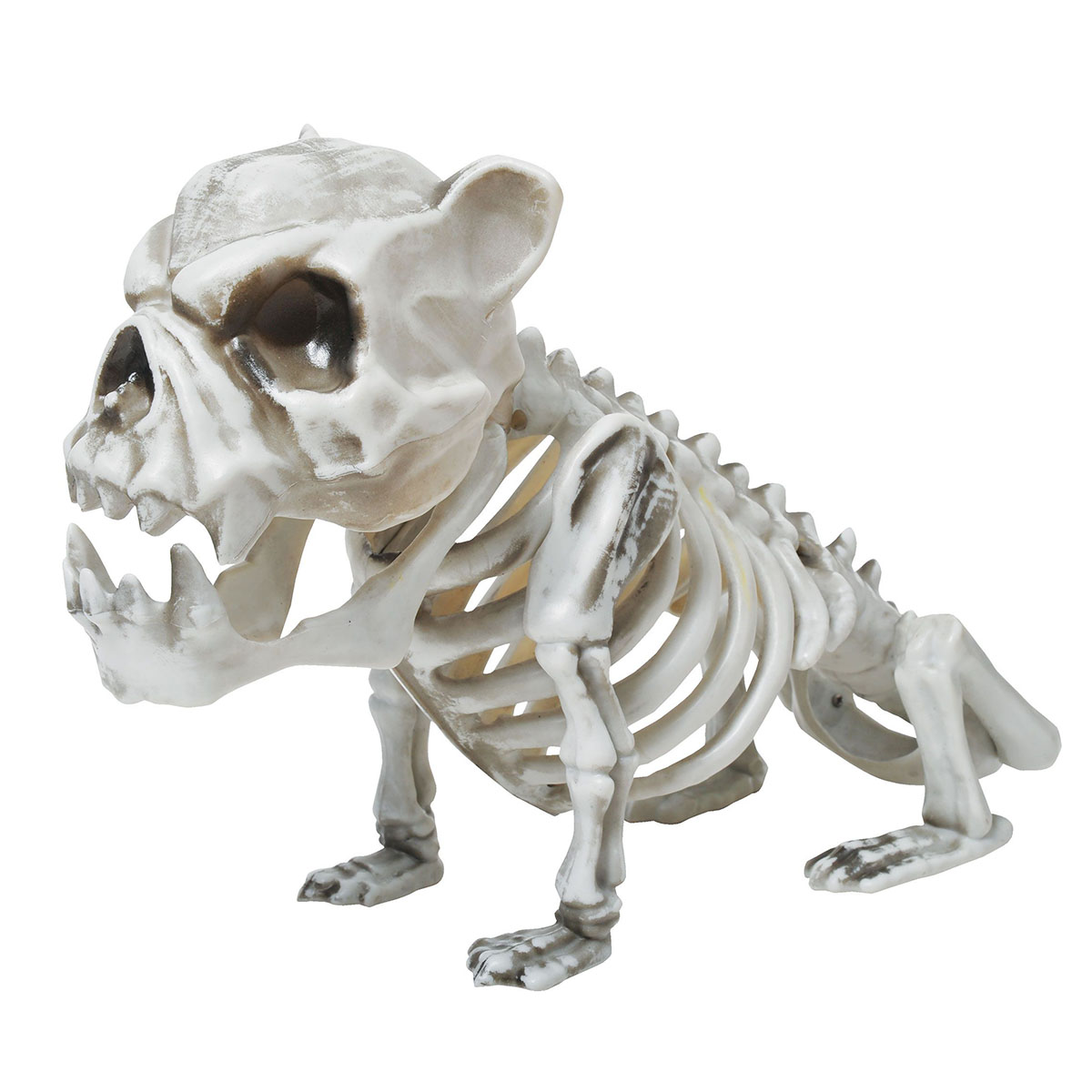 Djurskelett bulldog 33 cm